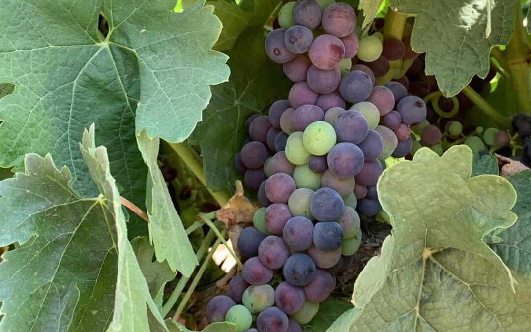 Veraison, the wonderful transformation of the grape